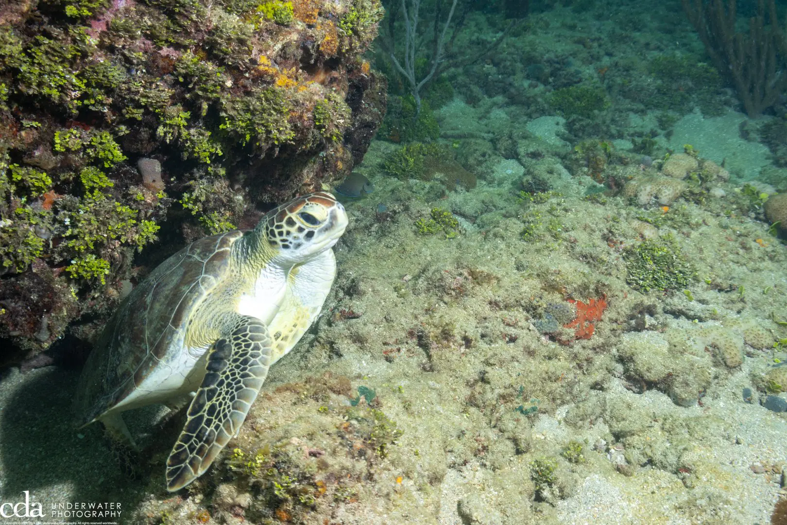 Green Sea Turtle