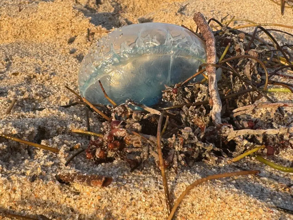 Portuguese Man-o-War on Fort Lauderdale beach