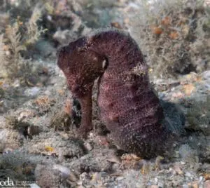 Seahorse