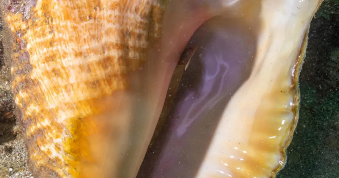 Queen Conch