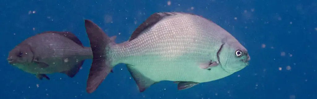 Bermuda Chub