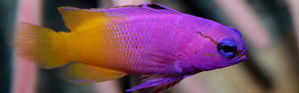 Fairy Basslet