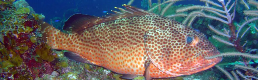 Red Hind
