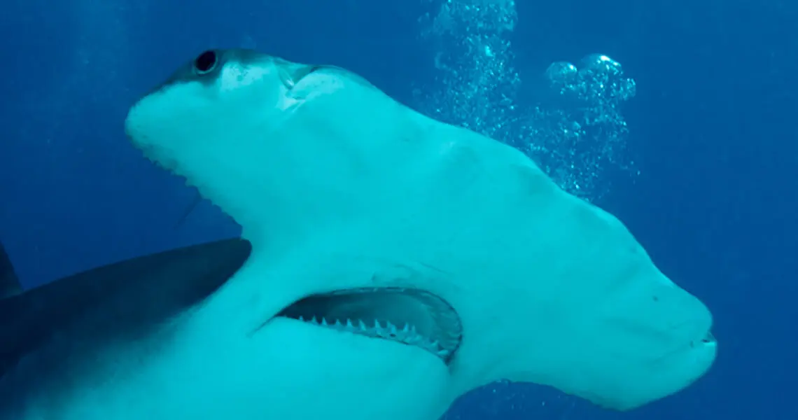 closeup of Hammerhead Shark