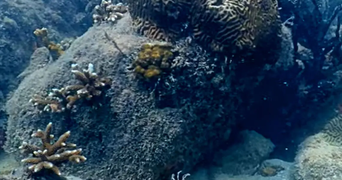 Coral City Camera View