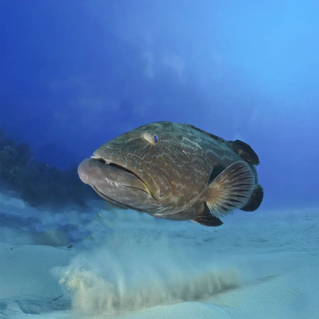 Black Grouper