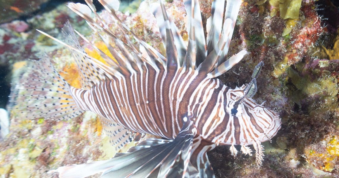 Lionfish