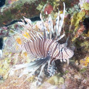 Lionfish