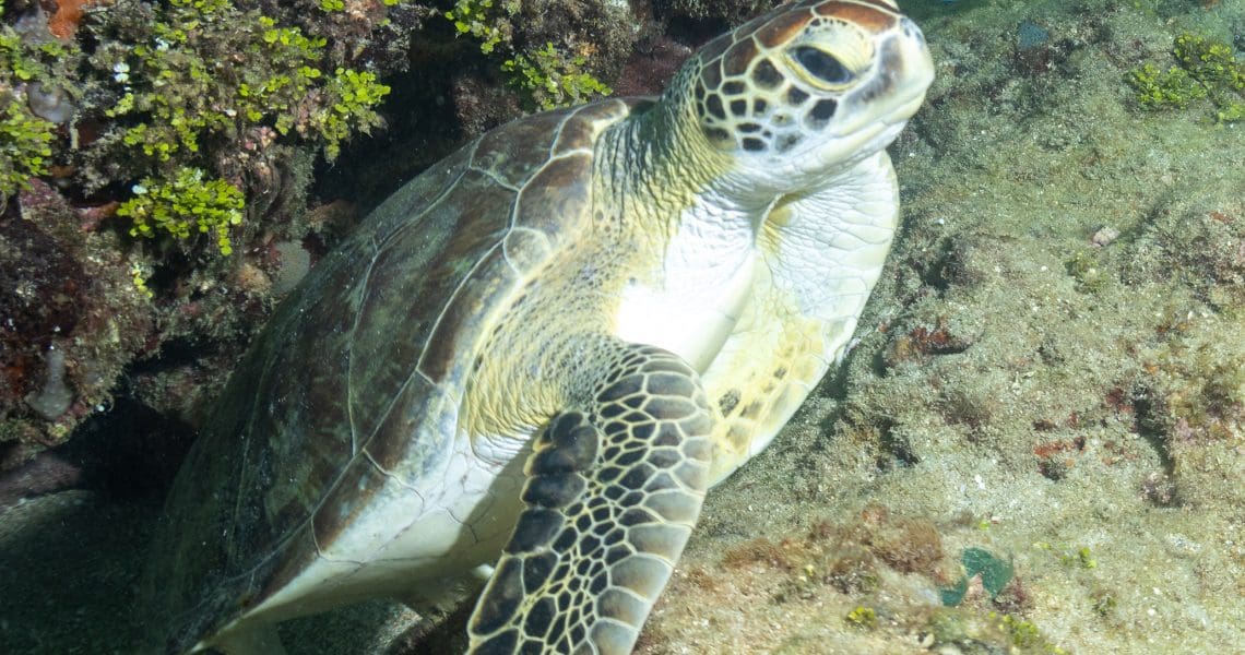 Sea Turtle