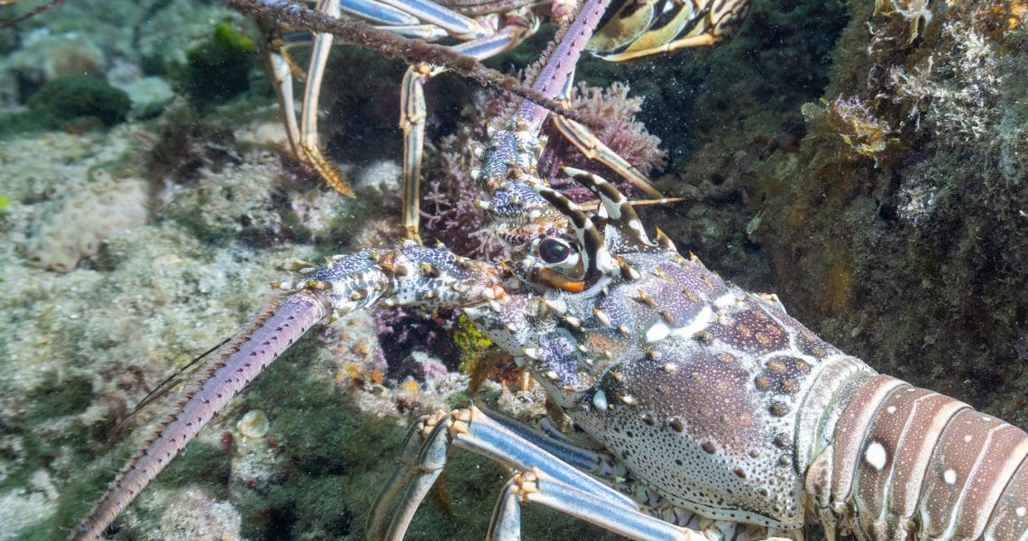 Spiny Lobster