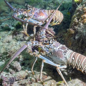 Spiny Lobster