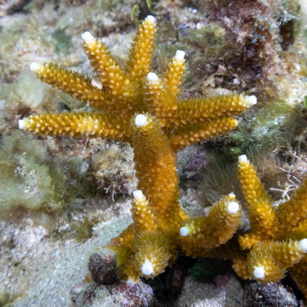 Staghorn Coral