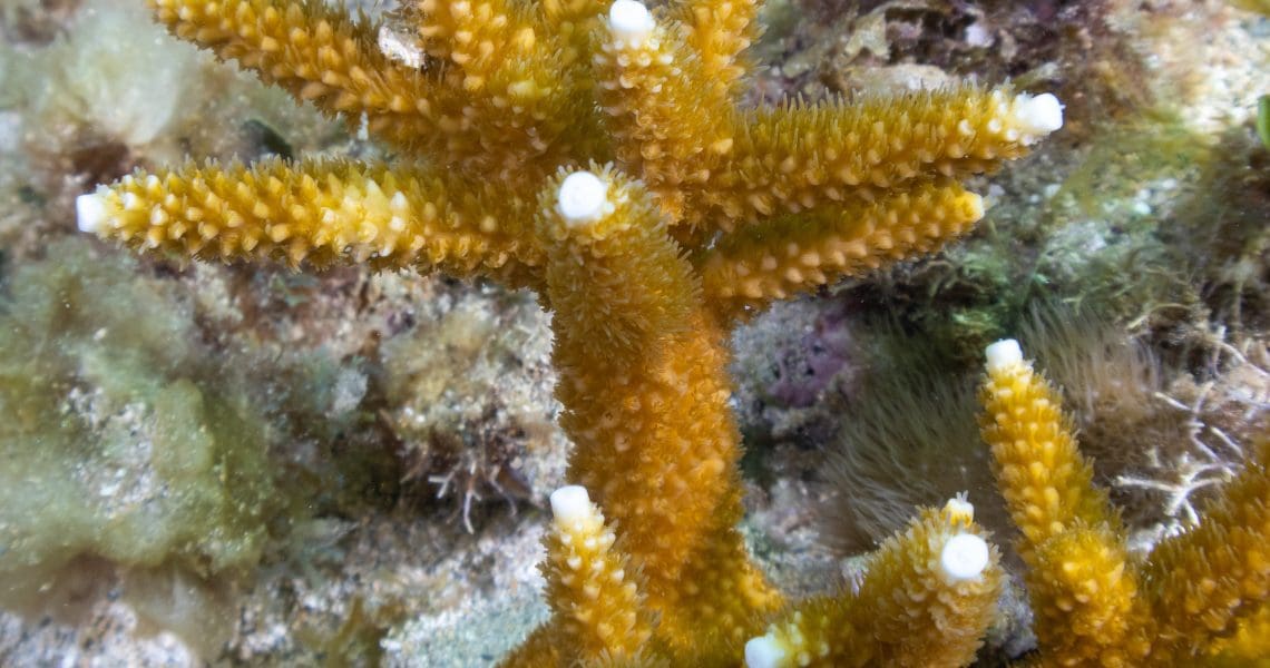 Staghorn Coral