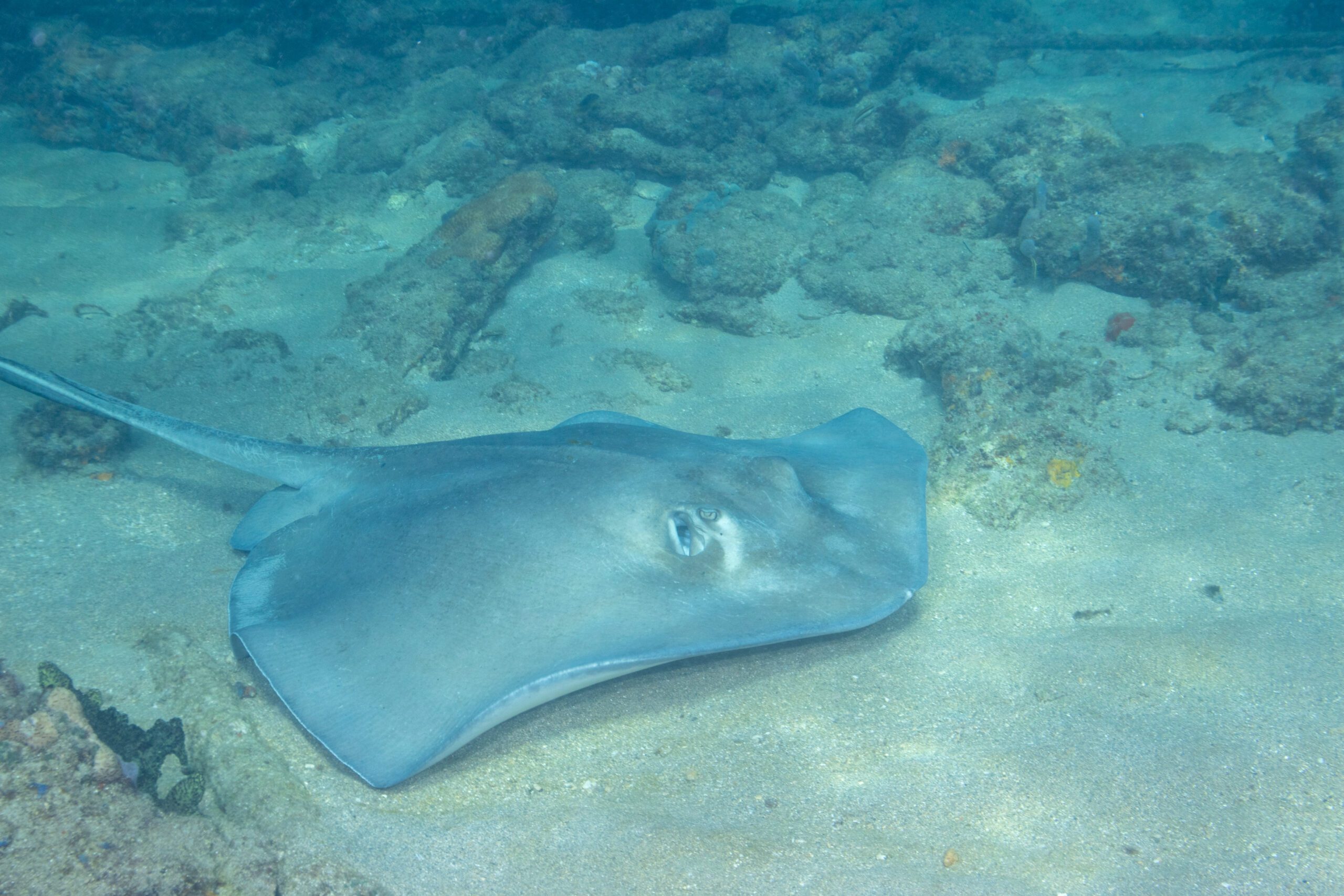 Southern Stingray