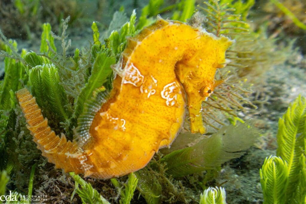 Golden Seahorse copyright 2024 CDA Underwater Photography Christopher Duncan