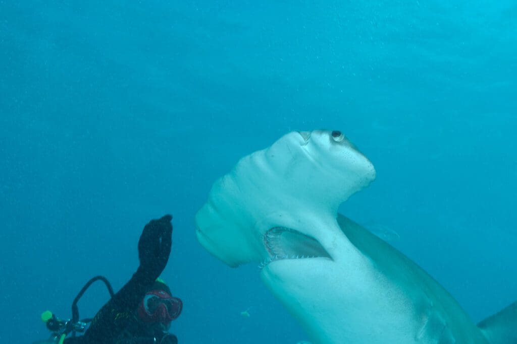 Hammerhead Shark