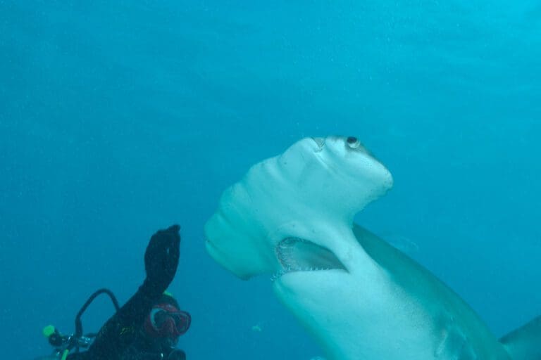 Hammerhead Shark