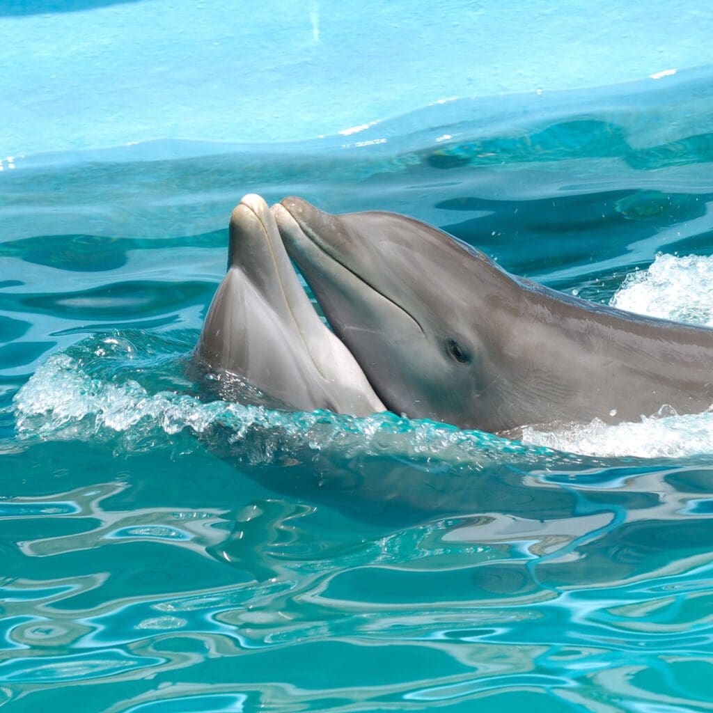dolphins playing