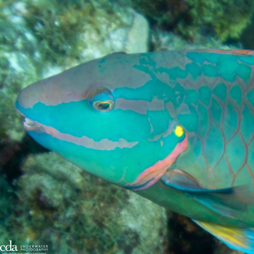 Adult stoplight parrotfish