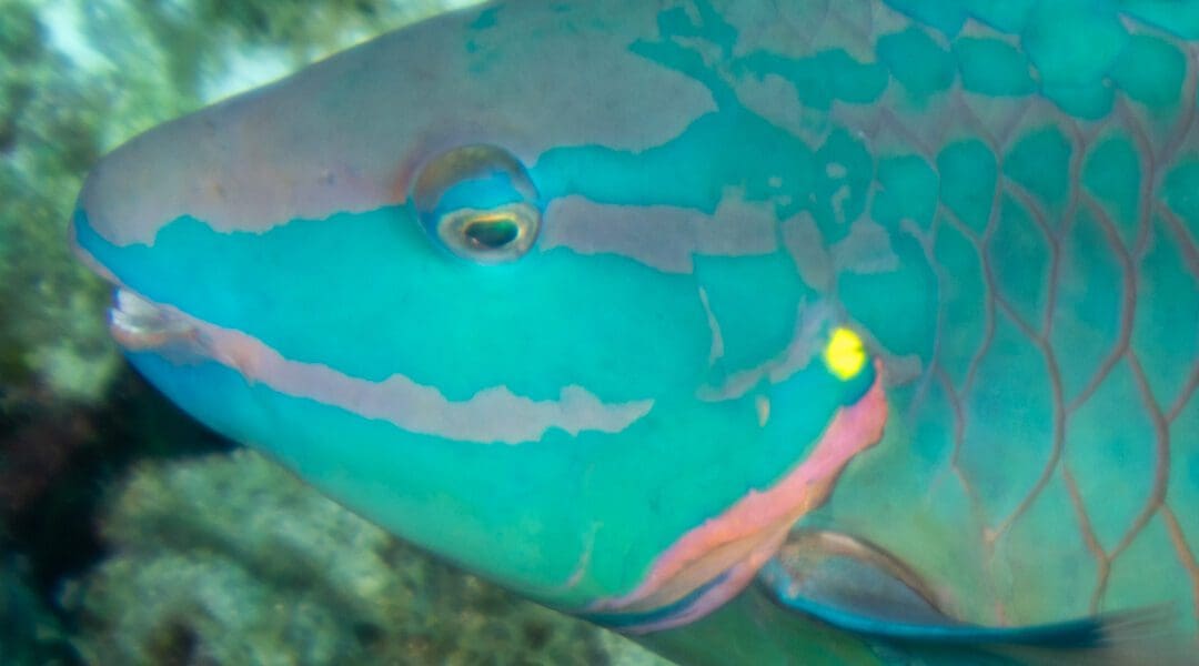 Adult stoplight parrotfish