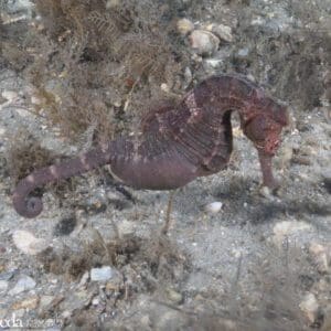 Male Seahorse brooding young in his pouch