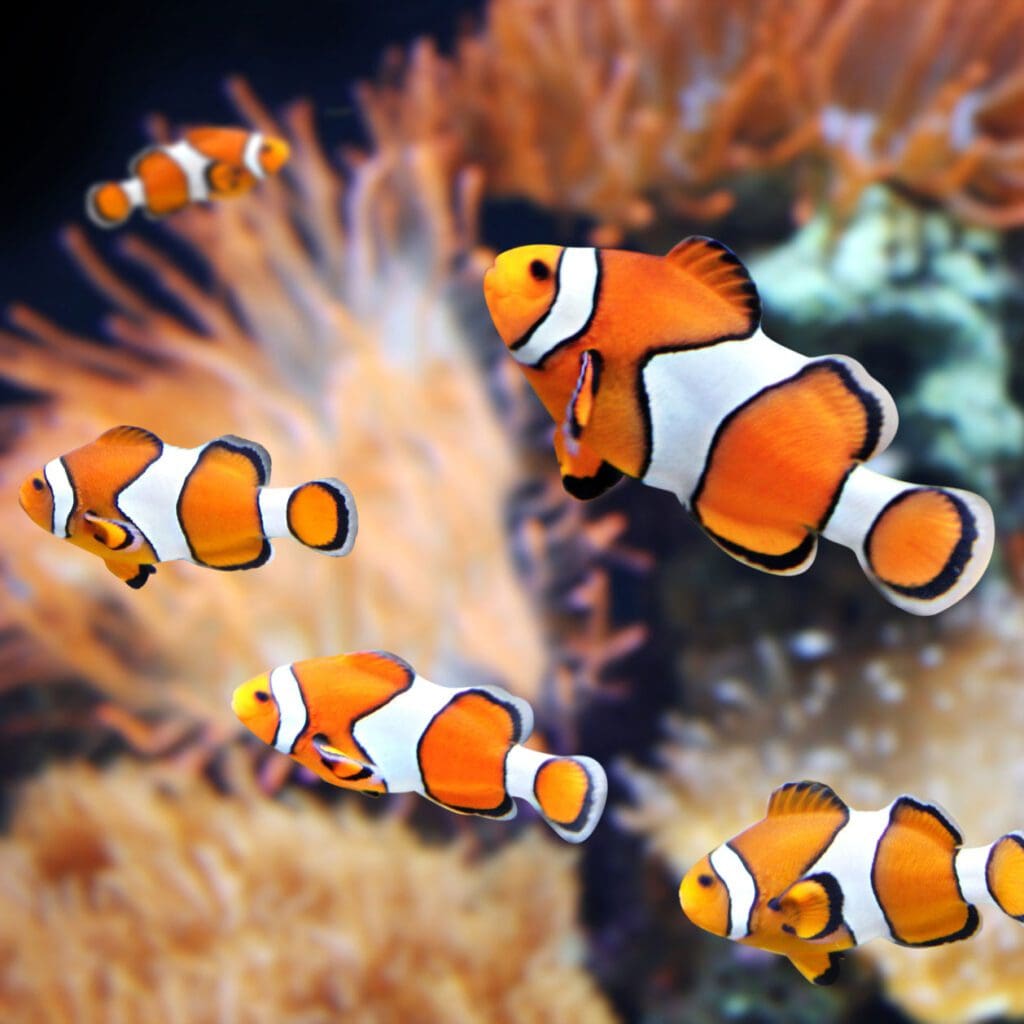 A harem of clownfish with adult female and multiple adult and juvenile males.