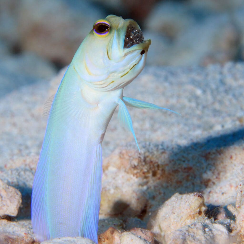 Male yellow headed jawfish with a clutch of eggs in his mouth