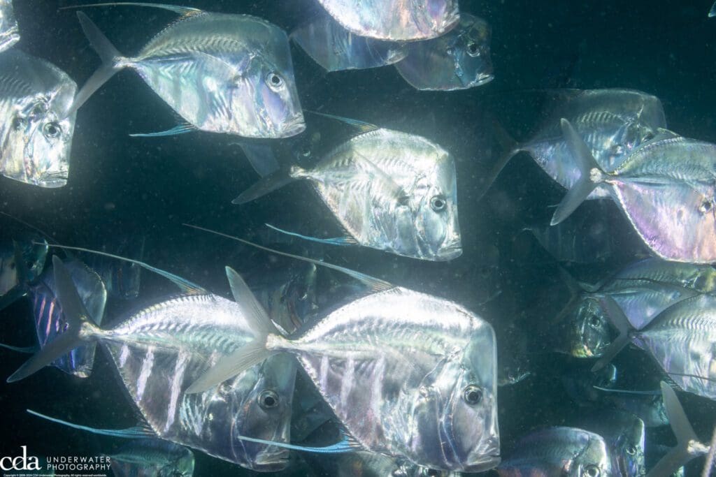 School of Lookdowns at Anglin's Pier