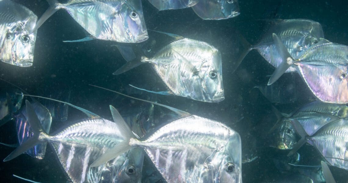 School of Lookdowns at Anglin's Pier