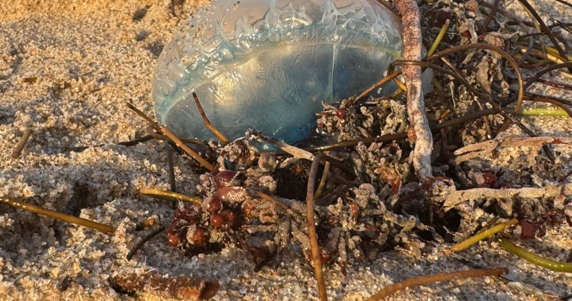 Portuguese Man-o-War on Fort Lauderdale beach