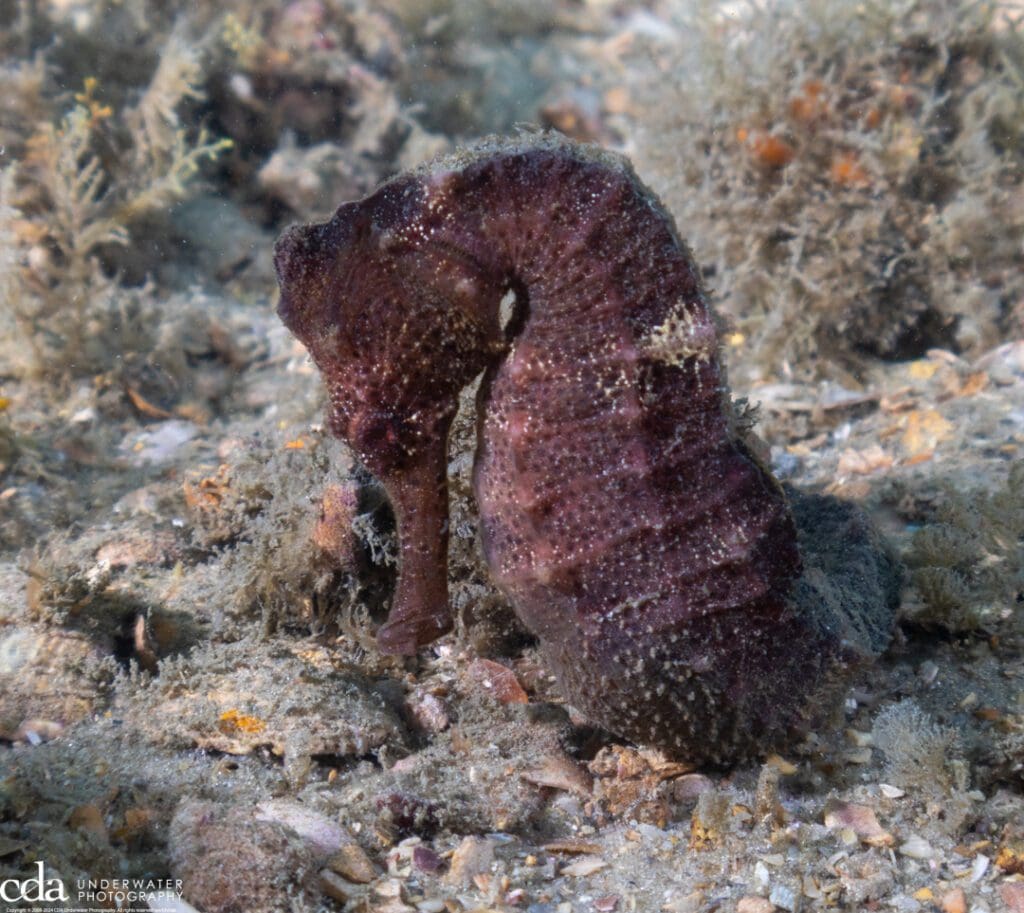 Seahorse