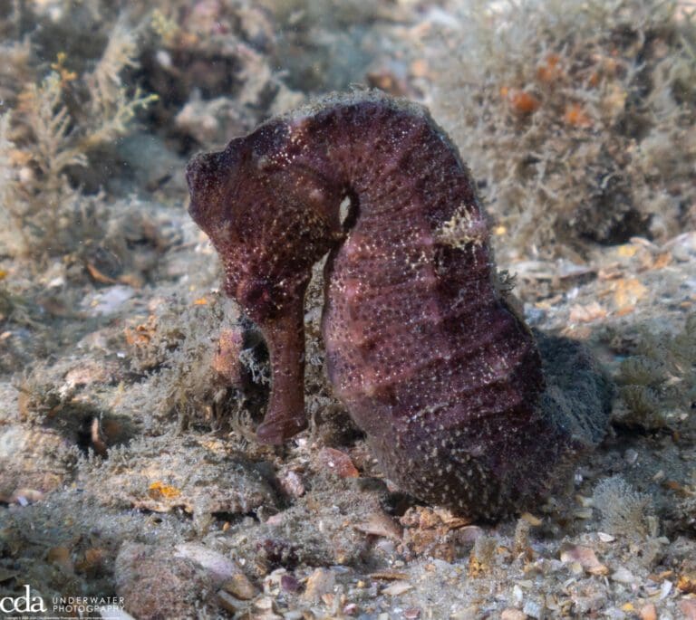 Seahorse