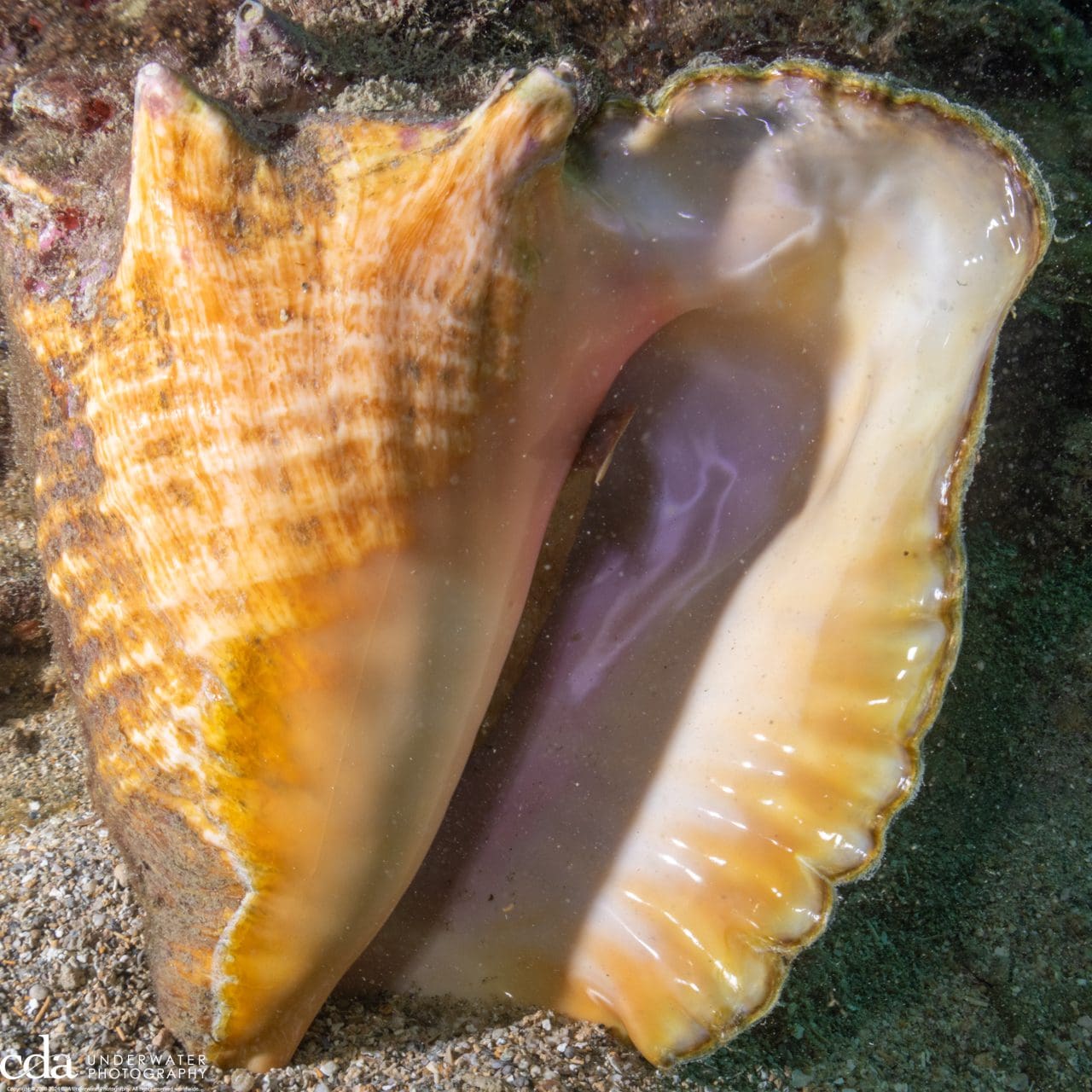 Queen Conch
