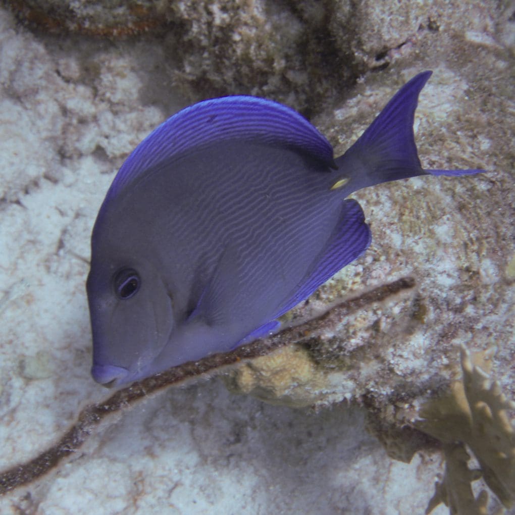 Atlantic Blue Tang (adult)