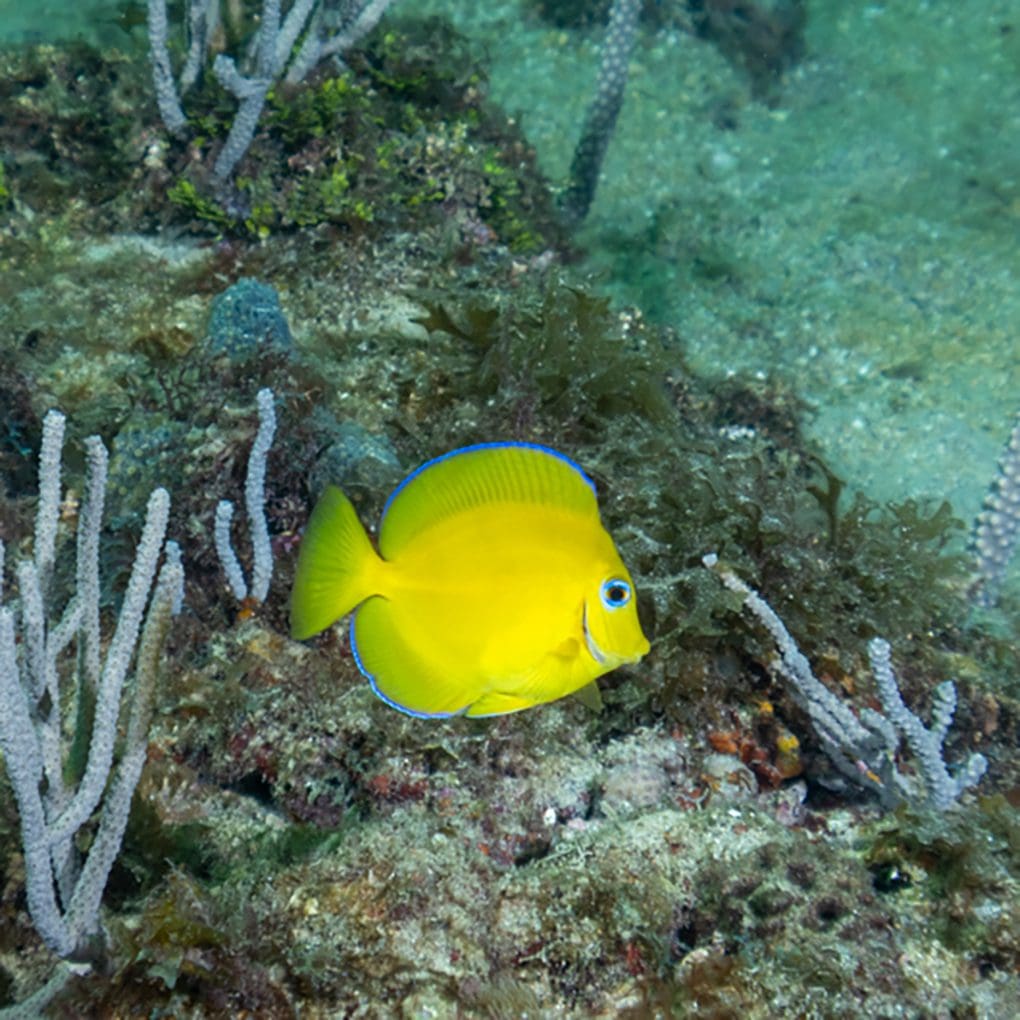Atlantic Blue Tang (juvenile)