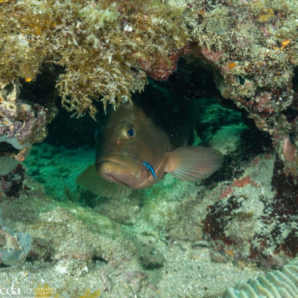 Red grouper at cleaning station