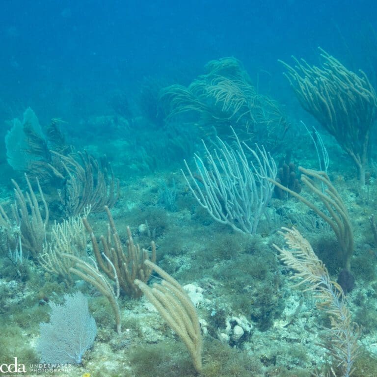 South Florida's soft coral jungle