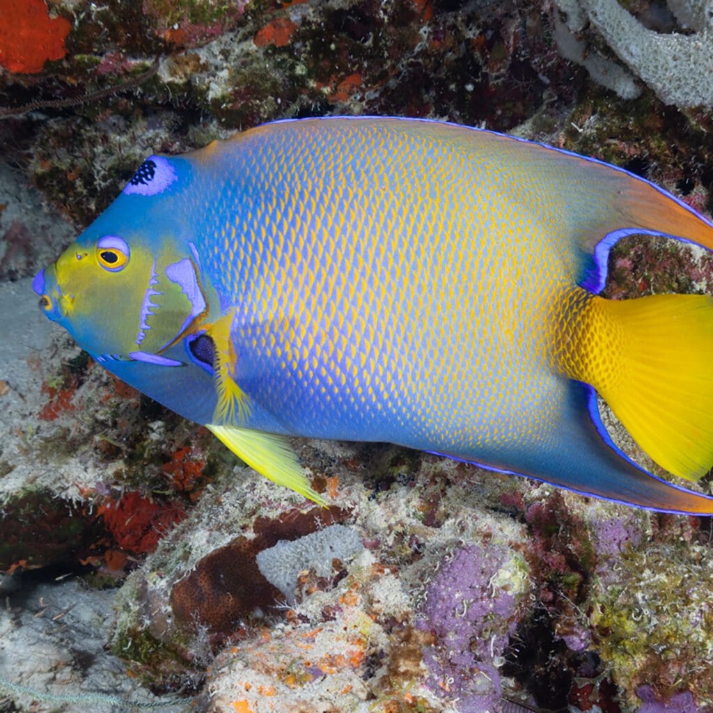 Queen Angelfish (adult)