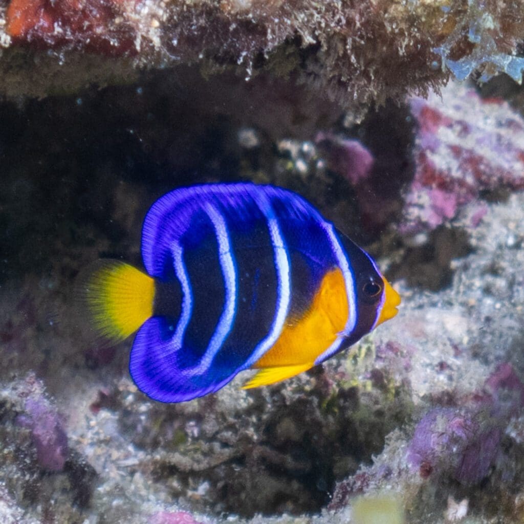 Queen Angelfish (juvenile)