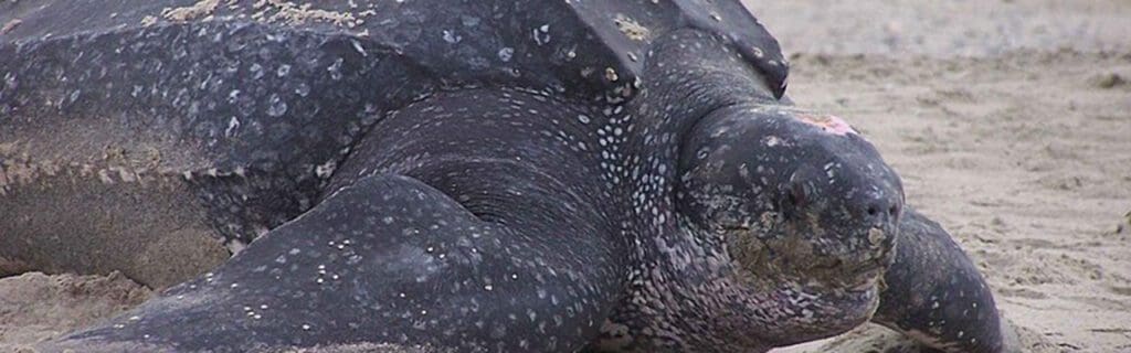 Leatherback
