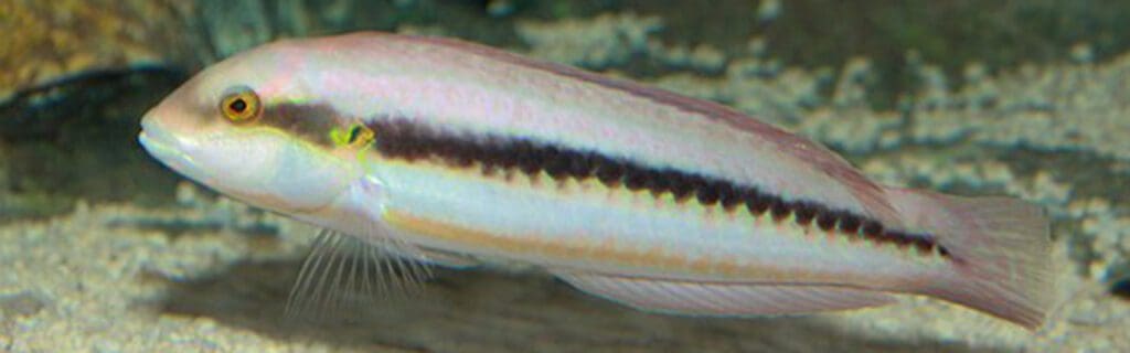 Slippery Dick