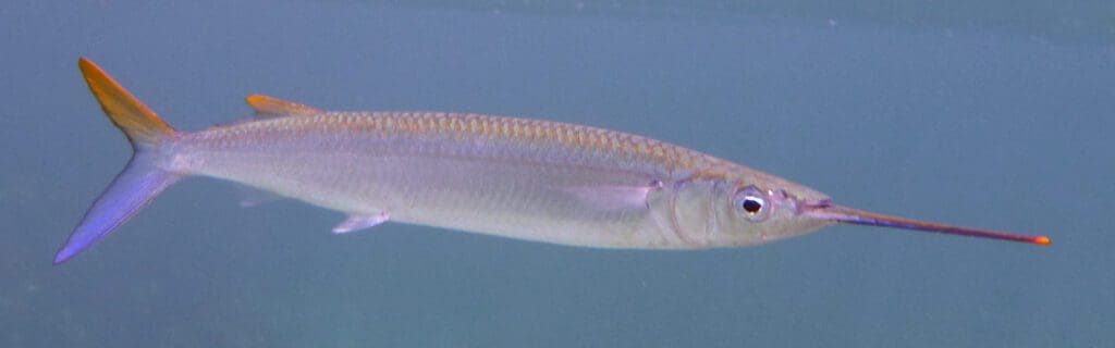 Penis Fish, Ballyhoo