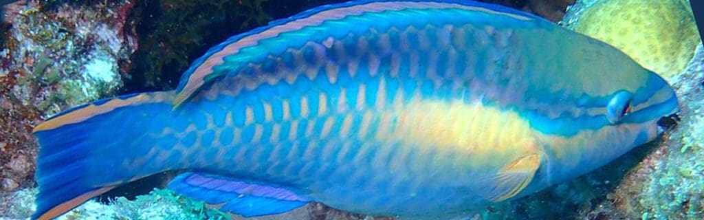 Princess Parrotfish