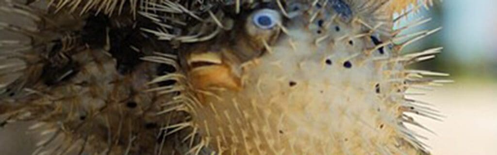 Pufferfish