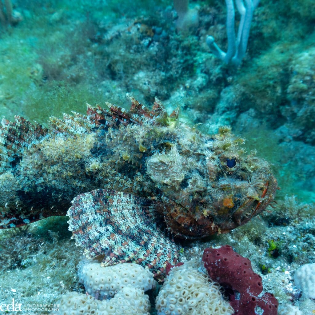 Spotted scorpionfish