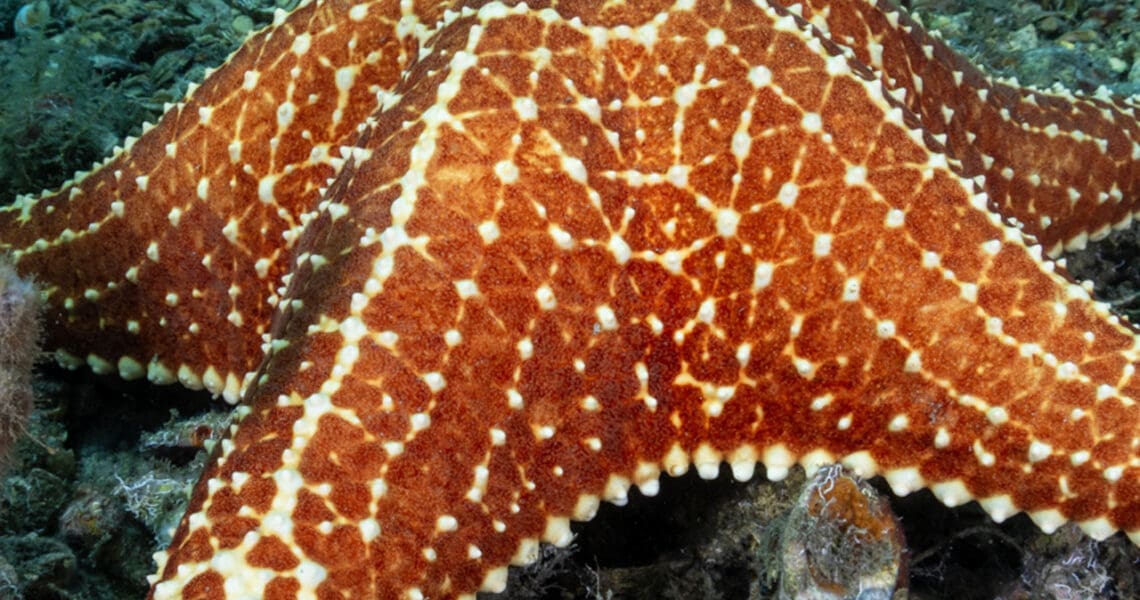 Bahama Sea Star