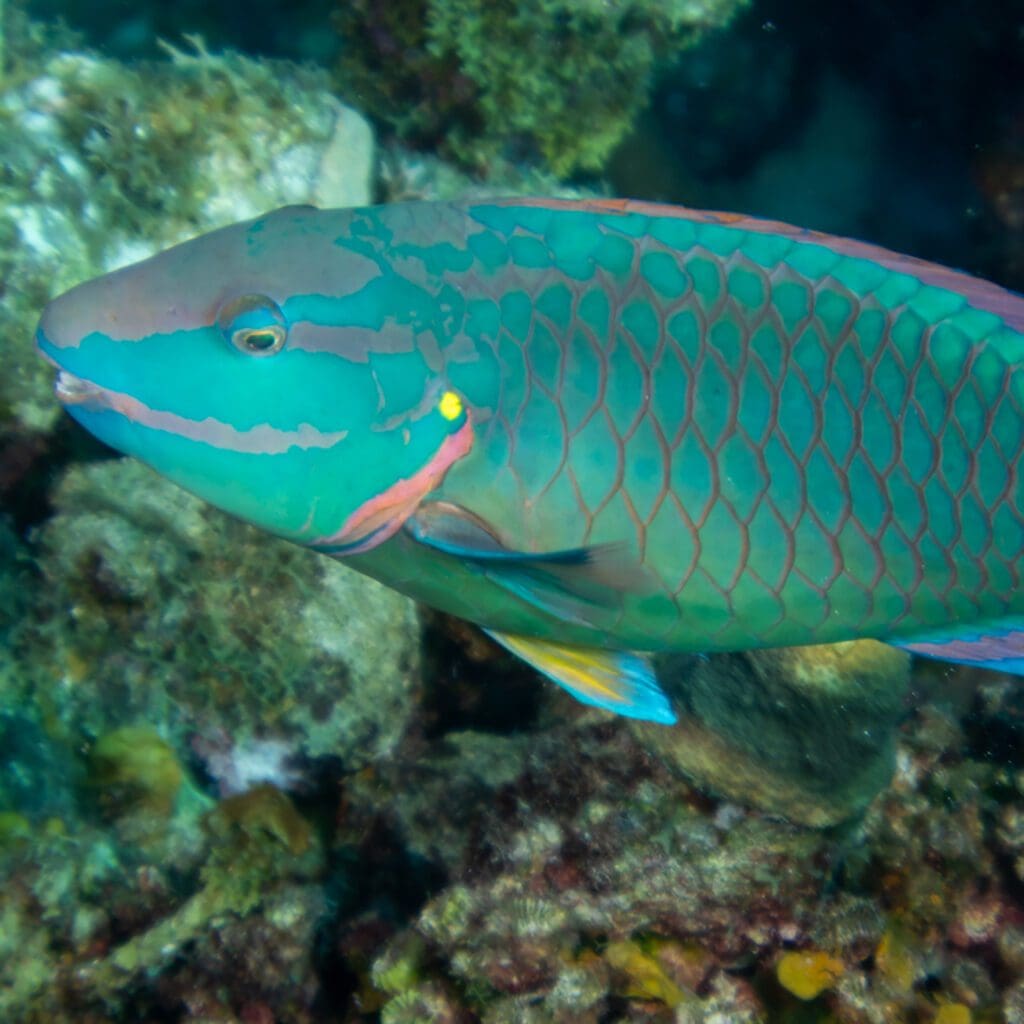 Stoplight Parrotfish (adult)