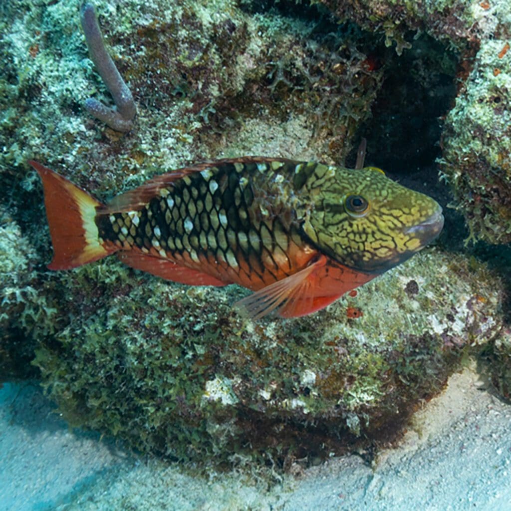 Stoplight Parrotfish (juvenile)