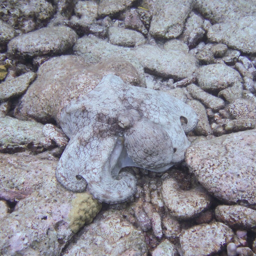 Reef Octopus