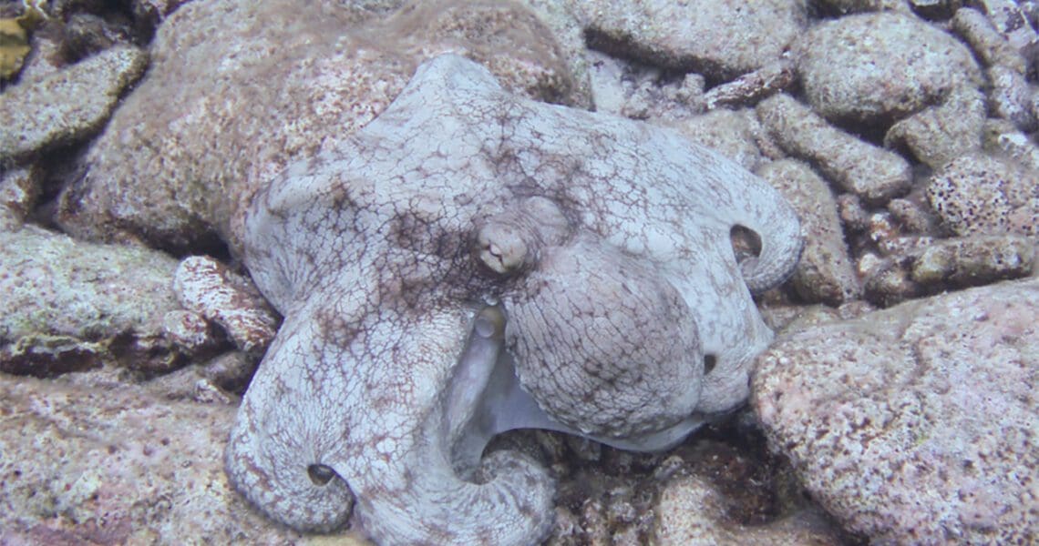 Reef Octopus